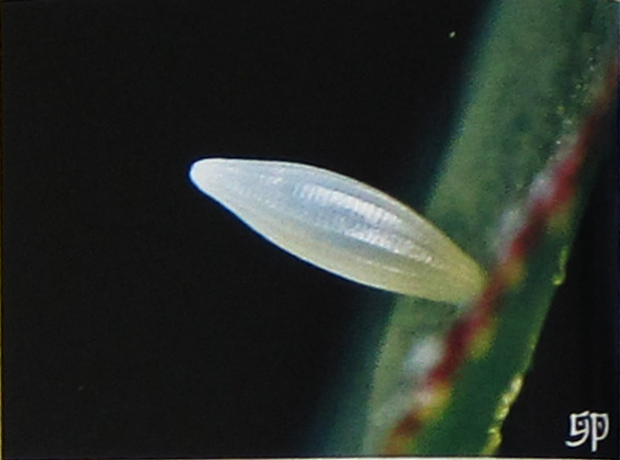文件:梨花迁粉蝶卵.jpg