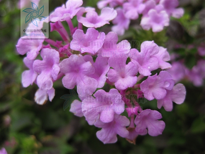 文件:蔓马缨丹(花).jpg