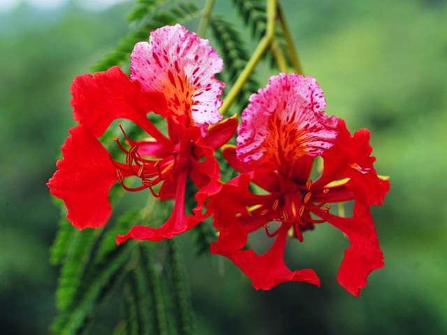 文件:凤凰木(花).jpg