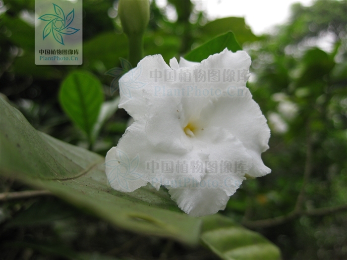 文件:狗牙花(花).jpg