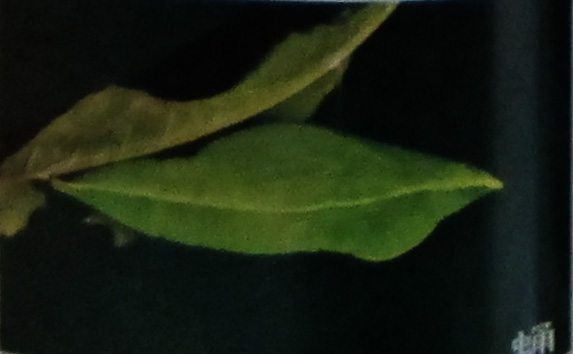 文件:梨花迁粉蝶蛹.jpg