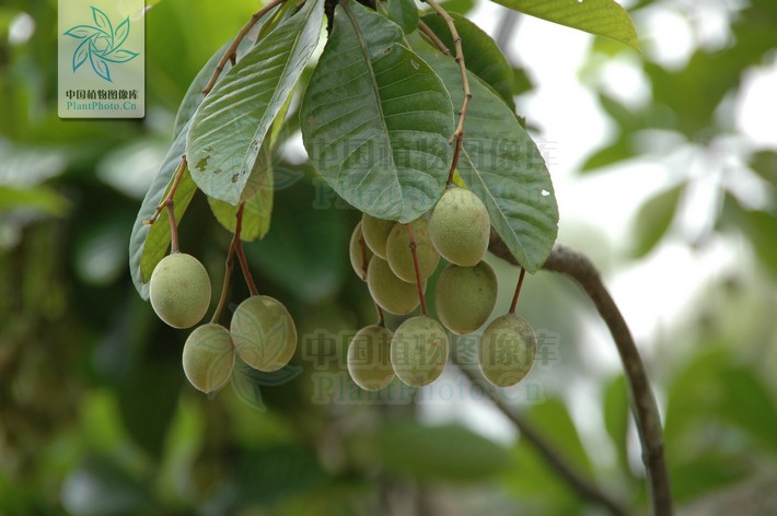 文件:长芒杜英(果).jpg