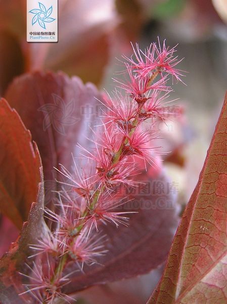 文件:红桑（雌花）.jpg