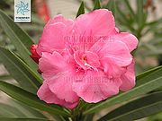 夹竹桃（花）.jpg