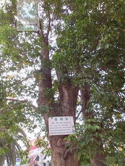 重阳木.jpg