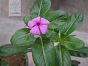长春花（叶、花）.jpg