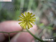 黄鹌菜（花）.jpg