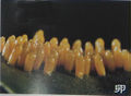 2012年3月2日 (五) 13:54的版本的缩略图