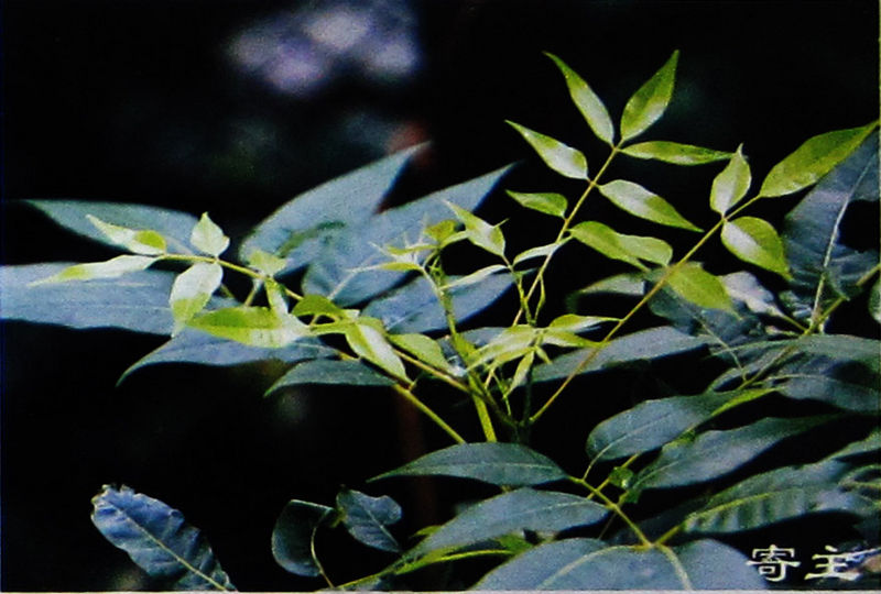 文件:楝叶吴茱萸.jpg