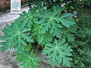 番木瓜（叶）.jpg