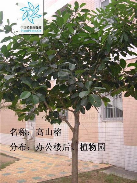 文件:高山榕.jpg