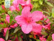 锦绣杜鹃（花）.jpg