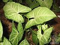 2012年2月8日 (三) 05:53的版本的缩略图