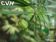 夹竹桃（果）.jpg