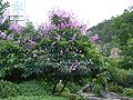 2012年2月7日 (二) 15:30的版本的缩略图