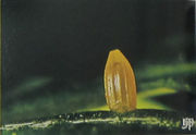 东方菜粉蝶卵.jpg