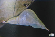 橙黄粉蝶蛹.jpg