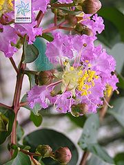 紫薇（花）.jpg