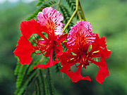 凤凰木（花）.jpg