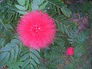 朱缨花（花）.jpg