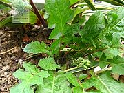 黄鹌菜（叶）.jpg