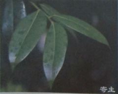铁色.jpg