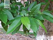 白兰花（叶）.jpg