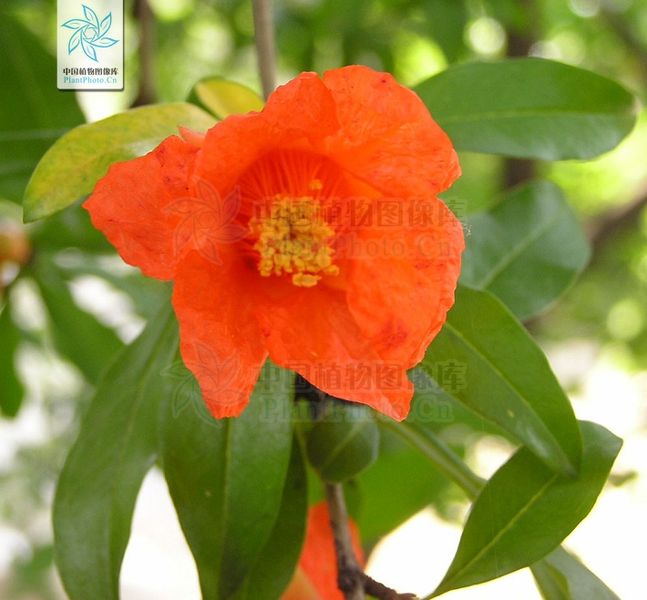 文件:石榴（花）.jpg