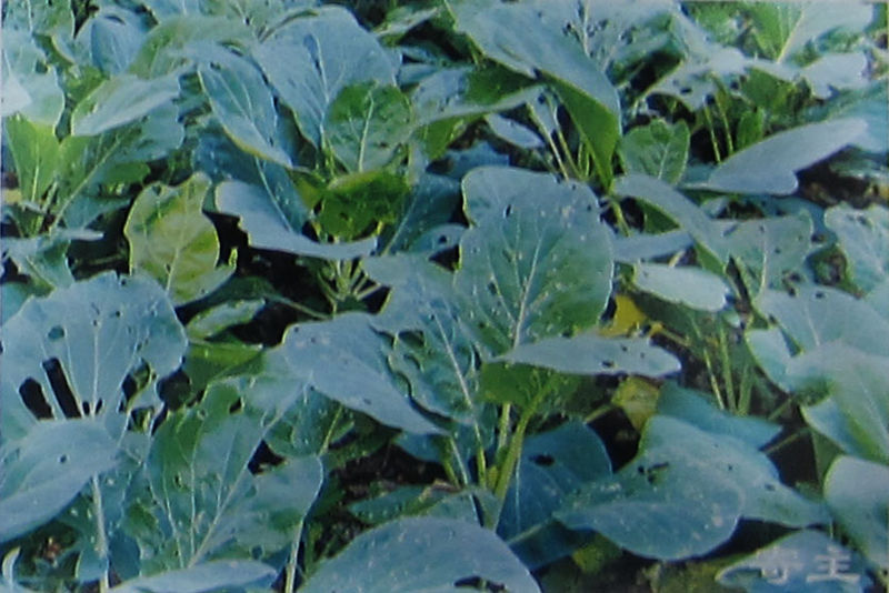 文件:十字花科芸苔属.jpg