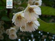 长芒杜英（花）.jpg