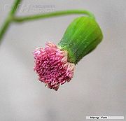 一点红（花）.jpg