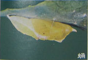 菜粉蝶蛹.jpg
