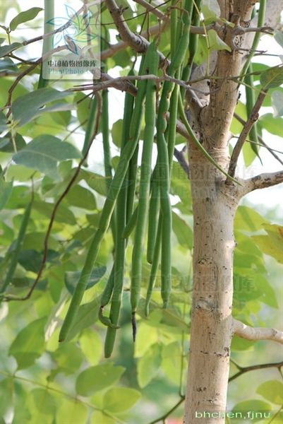 文件:腊肠树（荚果）.jpg