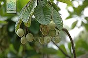 长芒杜英（果）.jpg