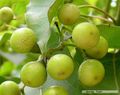 2012年2月8日 (三) 13:12的版本的缩略图