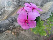 长春花（花）.jpg