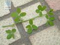 2012年2月8日 (三) 07:20的版本的缩略图