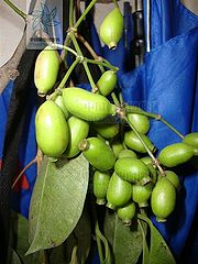 海南蒲桃（果）.jpg