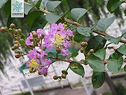 紫薇（近照）.jpg