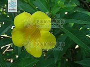 黄蝉-花.jpg