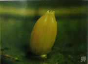 鹤顶粉蝶卵.jpg