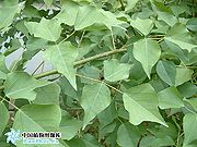 刺桐-叶.jpg