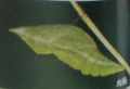2012年2月19日 (日) 03:21的版本的缩略图
