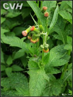 野茼蒿.jpg