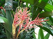 棕竹（花）.jpg