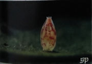 橙黄粉蝶卵.jpg