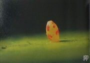 白翅尖粉蝶卵.jpg