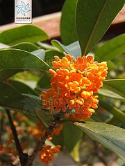 木犀（花；丹桂）.jpg