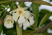 水石榕（花）.jpg