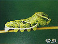 2012年2月19日 (日) 12:44的版本的缩略图
